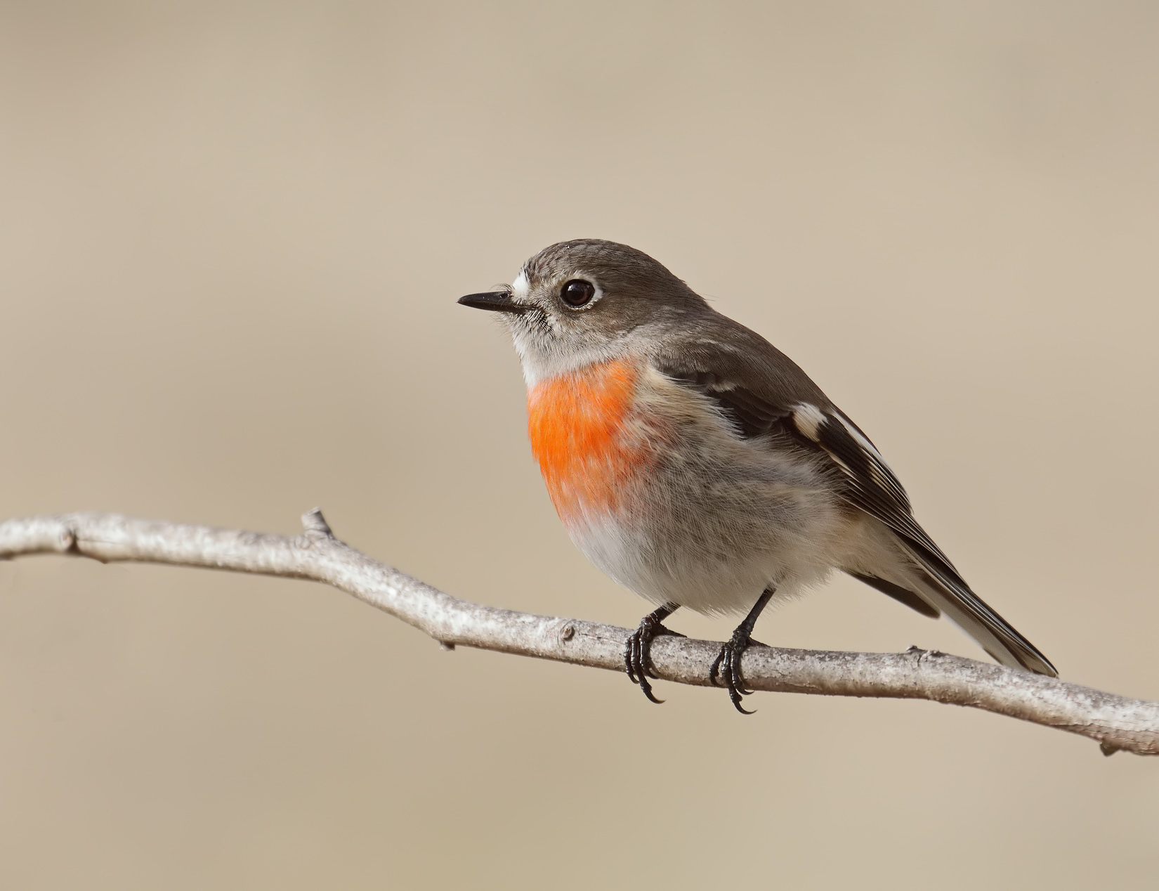 Scarlet robin (female) | Bird Photographers Network - It Ain't Just Birds