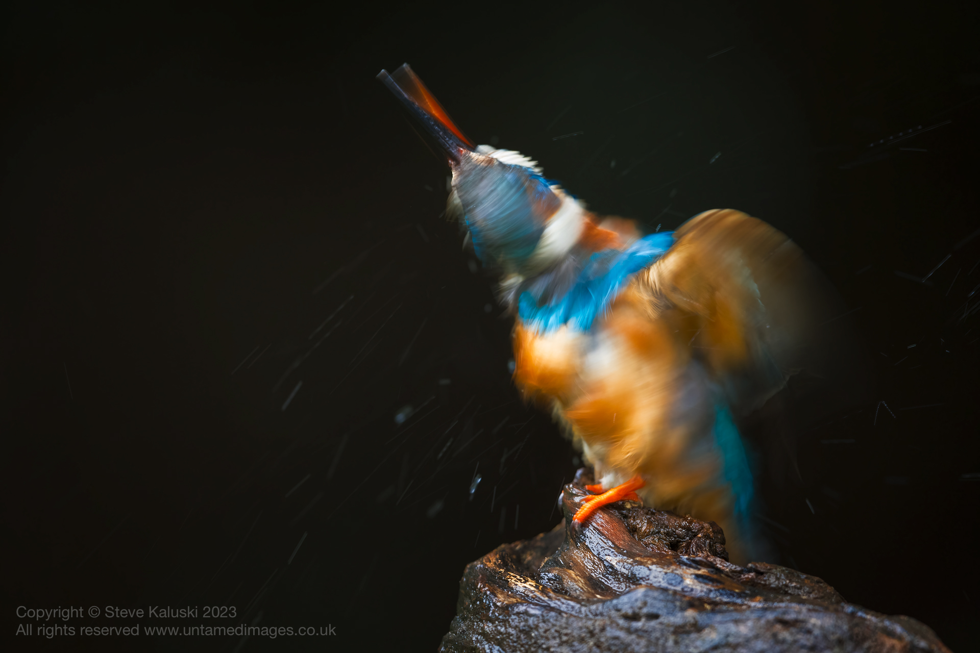 Bit Bit Bird A bit different... | Bird Photographers Network - It Ain't Just Birds