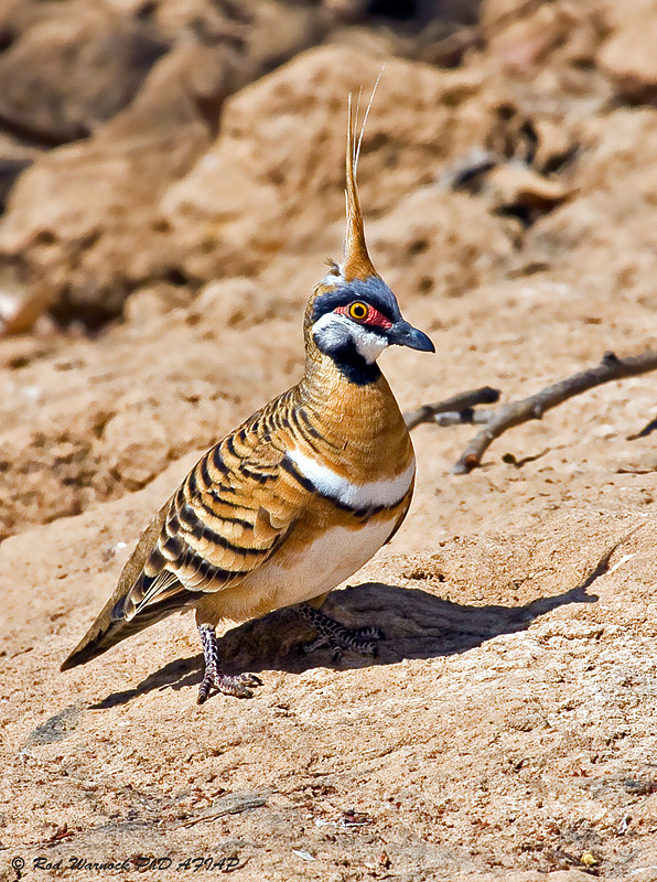 Spinifex Pigeon (Geophaps plumifera) Bladensburg NP Queensland ...
